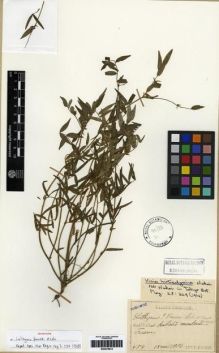 Type specimen at Edinburgh (E). Faurie, Urbain: 454. Barcode: E00275912.
