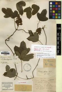 Type specimen at Edinburgh (E). Bodinier, Emile: . Barcode: E00275915.