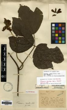 Type specimen at Edinburgh (E). Bodinier, Emile: 1358. Barcode: E00275917.
