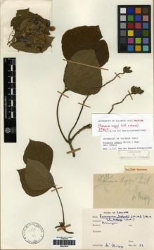 Type specimen at Edinburgh (E). d'Argy, Charles: 51. Barcode: E00275918.