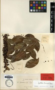 Type specimen at Edinburgh (E). Kerr, Arthur: 9167. Barcode: E00275924.