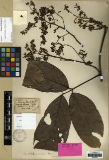Type specimen at Edinburgh (E). Henry, Caroline: 11771 B. Barcode: E00275925.