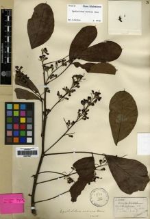 Type specimen at Edinburgh (E). Henry, Caroline: 11771. Barcode: E00275927.