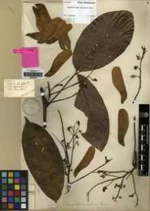 Type specimen at Edinburgh (E). Henry, Caroline: 11771 D. Barcode: E00275928.