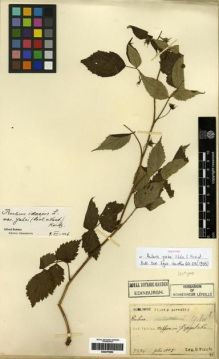 Type specimen at Edinburgh (E). Faurie, Urbain: 5374. Barcode: E00275952.