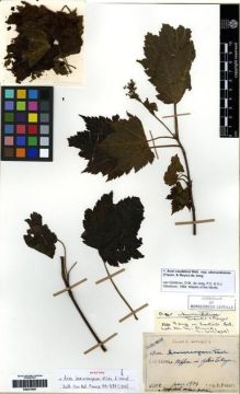 Type specimen at Edinburgh (E). Faurie, Urbain: 6102. Barcode: E00275957.