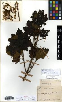 Type specimen at Edinburgh (E). Faurie, Urbain: 6101. Barcode: E00275958.