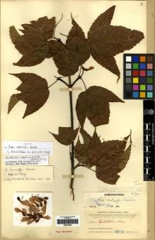 Type specimen at Edinburgh (E). Canton Christian College Expedition (1924): 12135. Barcode: E00275964.