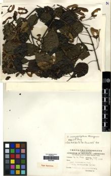 Type specimen at Edinburgh (E). Fang, W.: 3931. Barcode: E00275965.