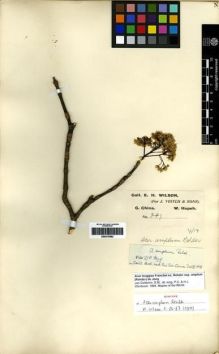 Type specimen at Edinburgh (E). Wilson, Ernest: 287. Barcode: E00275982.