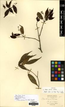 Type specimen at Edinburgh (E). Cavalerie, Pierre: 951. Barcode: E00275985.