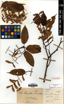 Type specimen at Edinburgh (E). Cavalerie, Pierre: 3345. Barcode: E00275987.