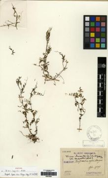Type specimen at Edinburgh (E). Taquet, Emile: 2777. Barcode: E00275993.