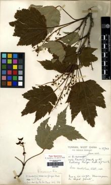 Type specimen at Edinburgh (E). Forrest, George: 5703. Barcode: E00275994.