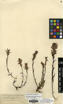 Type specimen at Edinburgh (E). Cusick, William: 3124. Barcode: E00276028.