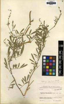 Type specimen at Edinburgh (E). Bornmüller, Joseph: 261. Barcode: E00277011.