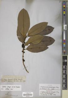 Type specimen at Edinburgh (E). Spruce, Richard: 2442. Barcode: E00277645.
