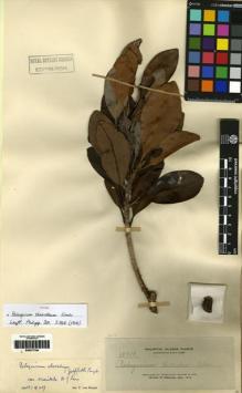 Type specimen at Edinburgh (E). Elmer, Adolph: 12515. Barcode: E00277784.
