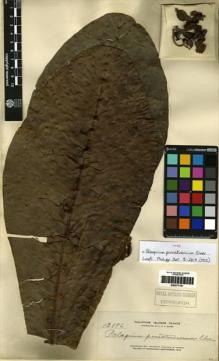 Type specimen at Edinburgh (E). Elmer, Adolph: 13896. Barcode: E00277787.