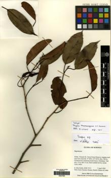 Type specimen at Edinburgh (E). Mat-Salleh, K.: 3313. Barcode: E00277844.