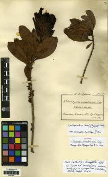 Type specimen at Edinburgh (E). Scheffler, G: 172. Barcode: E00277937.