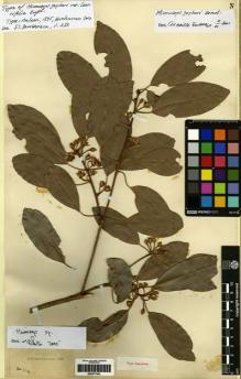 Type specimen at Edinburgh (E). Buchanan, John: 304. Barcode: E00277942.