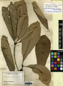 Type specimen at Edinburgh (E). Zenker, Georg: 3708. Barcode: E00277943.