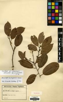 Type specimen at Edinburgh (E). Warnecke, Otto: 326. Barcode: E00277944.