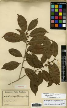 Type specimen at Edinburgh (E). Warnecke, Otto: 311. Barcode: E00277946.