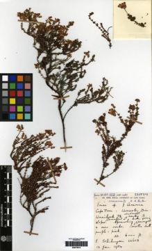 Type specimen at Edinburgh (E). Esterhuysen, Elsie: 22613. Barcode: E00279012.