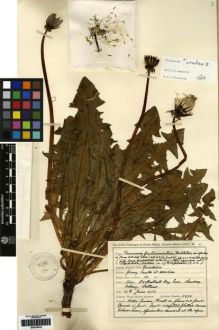 Type specimen at Edinburgh (E). Johnston, Henry: 3296. Barcode: E00279016.