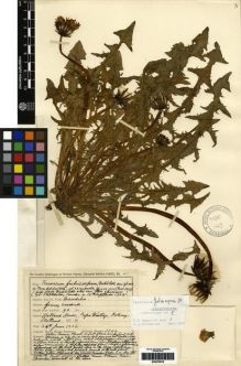 Type specimen at Edinburgh (E). Johnston, Henry: 3344. Barcode: E00279019.