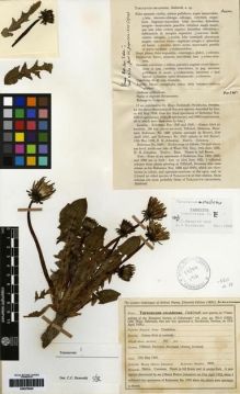 Type specimen at Edinburgh (E). Johnston, Henry: 2920. Barcode: E00279025.