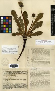 Type specimen at Edinburgh (E). Johnston, Henry: 2986. Barcode: E00279026.