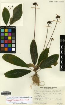 Type specimen at Edinburgh (E). Cultivated Plant of the RBGE (CULTE): . Barcode: E00279036.