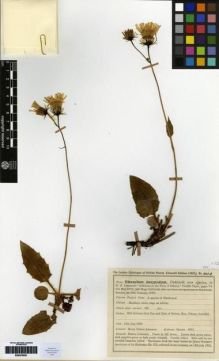 Type specimen at Edinburgh (E). Johnston, Henry: 4012. Barcode: E00279051.