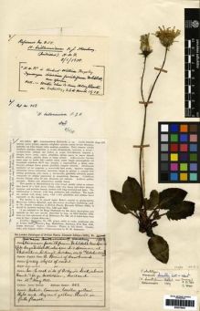 Type specimen at Edinburgh (E). Sinclair, James: 858. Barcode: E00279053.