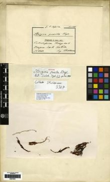 Type specimen at Edinburgh (E). Stuhlmann, Franz: 3367. Barcode: E00279061.