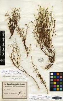 Type specimen at Edinburgh (E). Schweinfurth, George: 3931. Barcode: E00279069.