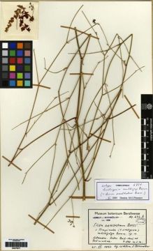 Type specimen at Edinburgh (E). Bornmüller, Joseph: 673B. Barcode: E00279071.