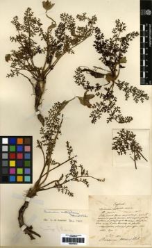 Type specimen at Edinburgh (E). Maire, Edouard-Ernest: . Barcode: E00279072.