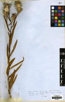 Type specimen at Edinburgh (E). Drège, Jean: . Barcode: E00279087.