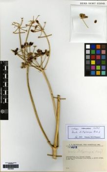 Type specimen at Edinburgh (E). Rechinger, Karl: 16366. Barcode: E00279096.