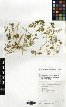 Type specimen at Edinburgh (E). Wood, John: 3142. Barcode: E00279101.