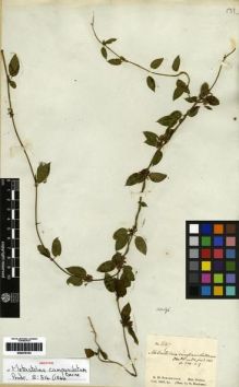 Type specimen at Edinburgh (E). Schomburgk, Robert: 847. Barcode: E00279103.