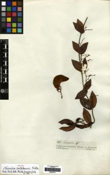 Type specimen at Edinburgh (E). Spruce, Richard: 3295. Barcode: E00279110.
