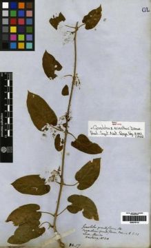 Type specimen at Edinburgh (E). Hartweg, Karl: 211. Barcode: E00279112.