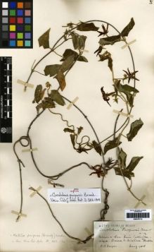 Type specimen at Edinburgh (E). Purpus, Carl: 3243. Barcode: E00279113.