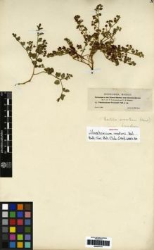 Type specimen at Edinburgh (E). Townsend, Charles; Barber, Charles: 13. Barcode: E00279114.