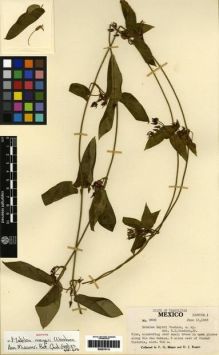 Type specimen at Edinburgh (E). Meyer, Frederick; Rogers, David: 2500. Barcode: E00279116.